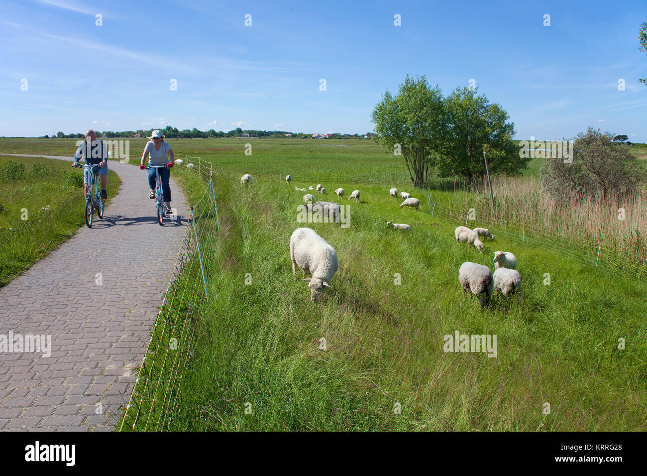 I ciclisti passando le pecore sul campo, vicino al villaggio Kloster, isola di Hiddensee, Meclemburgo-Pomerania, Mar Baltico, Germania, Europa Foto Stock