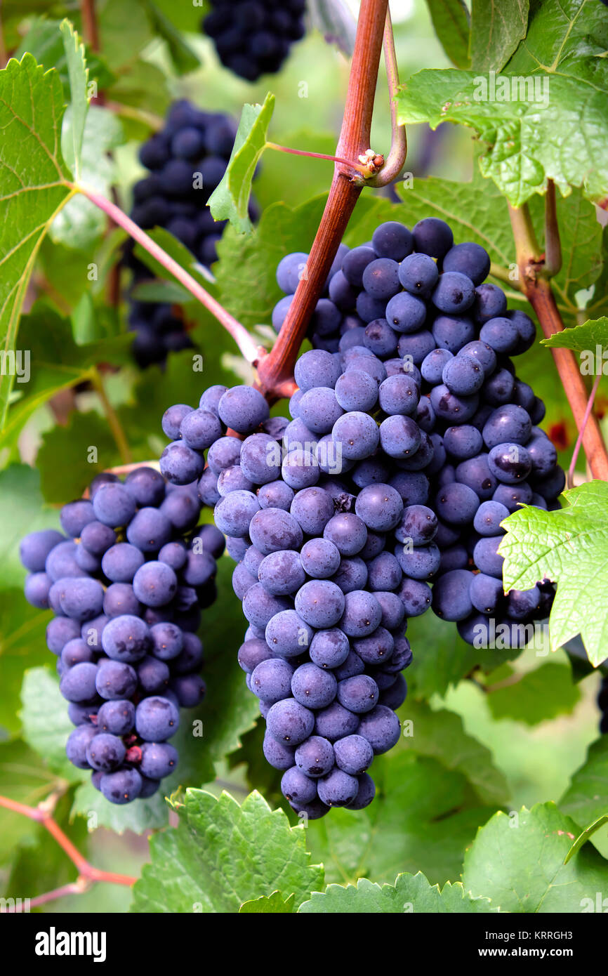 Mature vino blu uva sulla vite Marlenheim, Alsazia strada del vino, Francia Foto Stock