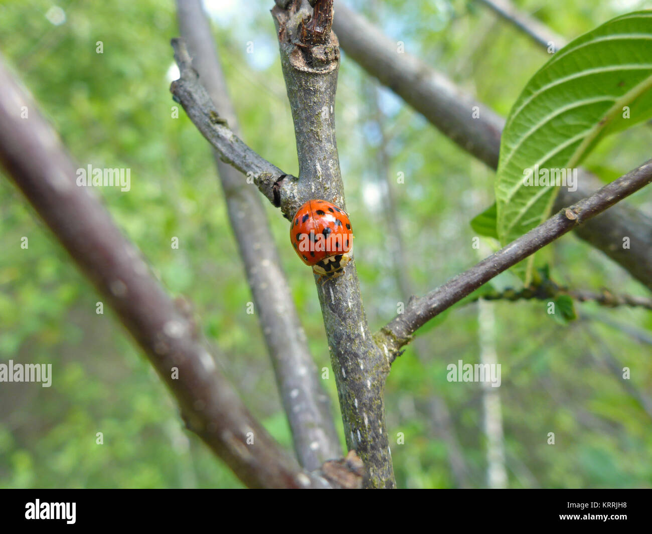 Ladybird su un ramo Foto Stock