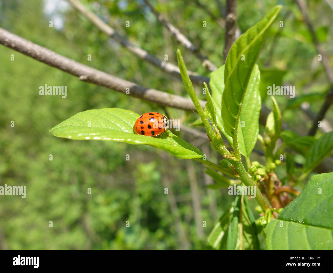 Ladybird su un ramo Foto Stock