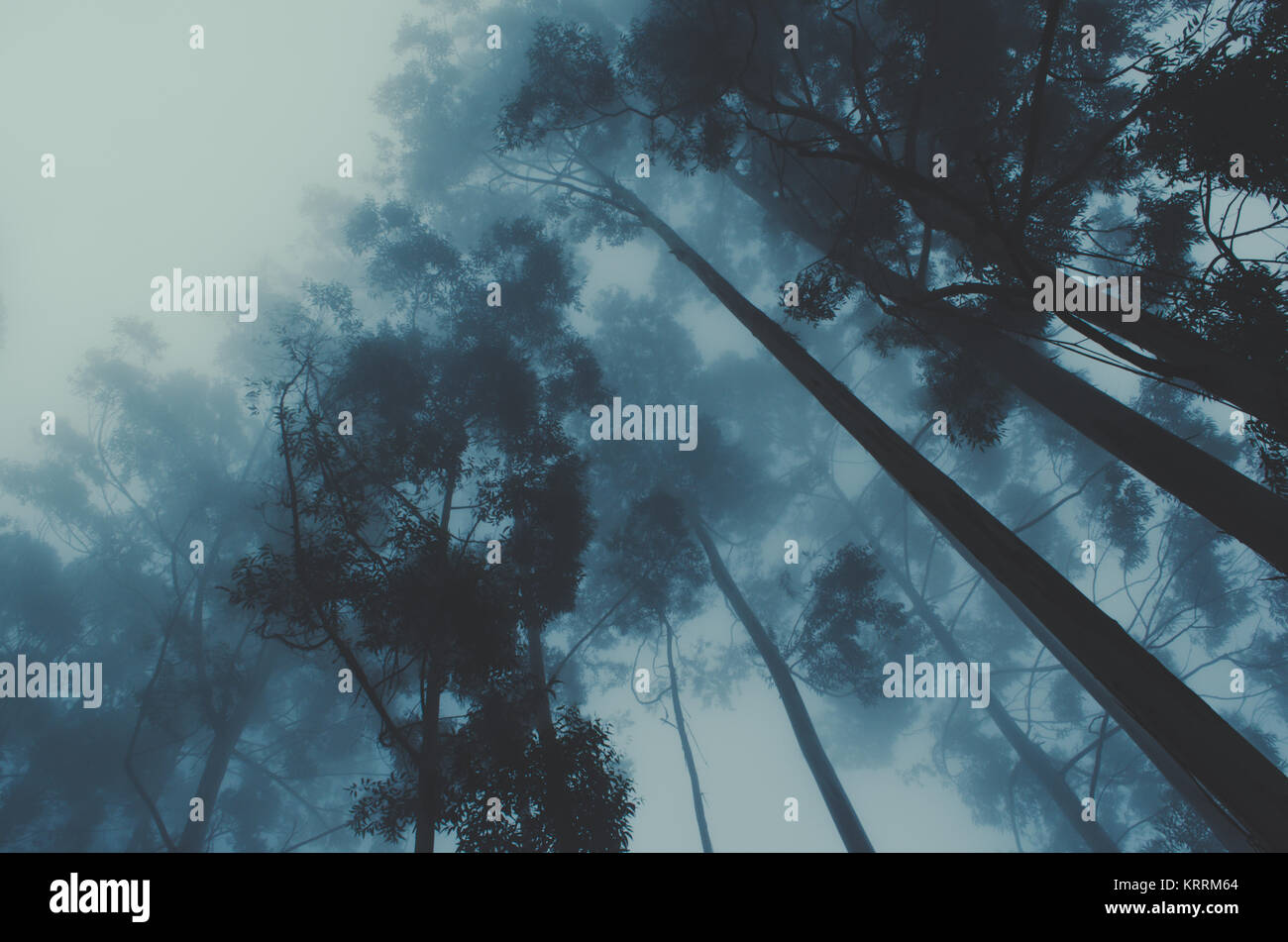 Forest Mist Foto Stock