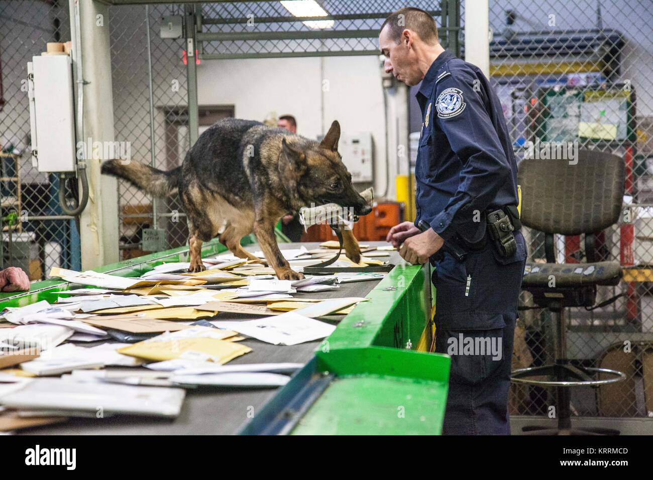 Un K9 di rilevamento di farmaco aiuta il cane a U.S. Customs and Border Protection Officer individuare sostanze stupefacenti nascoste in un pacchetto all'International Mail Novembre 28, 2017 a Chicago, Illinois. Foto Stock