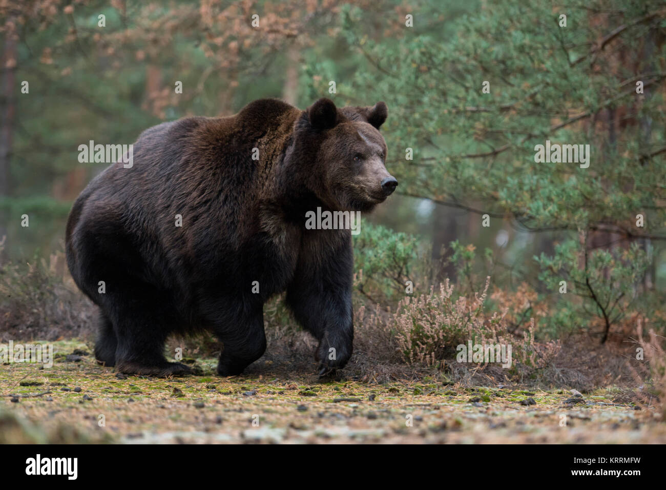 Unione orso bruno / Europäischer Braunbaer ( Ursus arctos ) i giovani adulti, forte e potente, corre veloce lungo il bordo di una foresta boreale, Europa Foto Stock