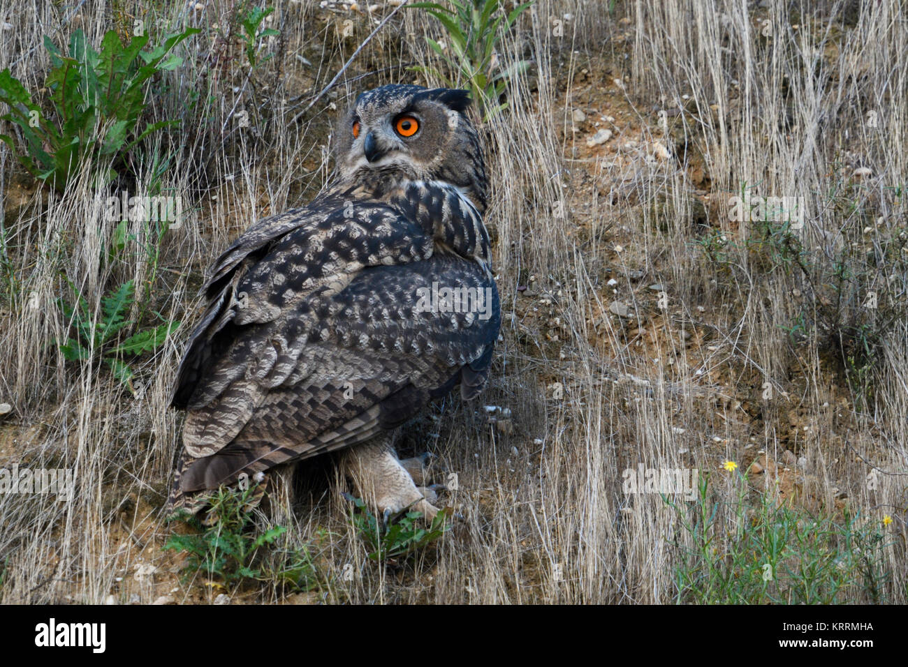 Gufo reale / Uhu ( Bubo bubo ) seduto in pendenza di una cava di ghiaia, guarda indietro, al tramonto, Nightfall, arancio brillante occhi, la fauna selvatica, l'Europa. Foto Stock