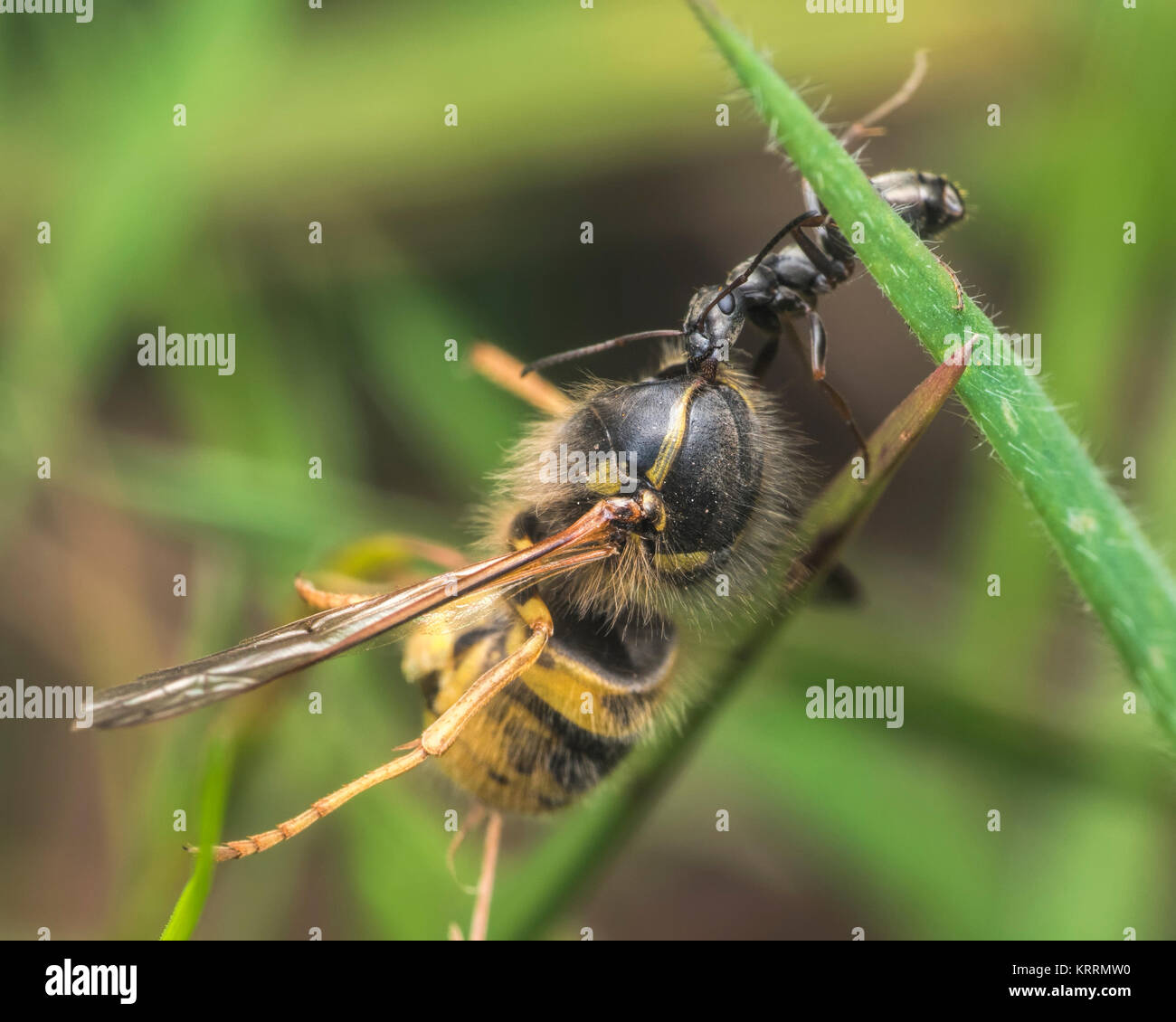 Formica (Formica lemani) portando via il headless cadavere di una vespa. Cahir, Tipperary, Irlanda. Foto Stock