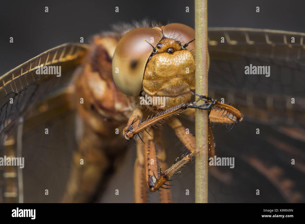 La foto del volto di un skimmer Keeled dragonfly (Orthetrum coerulescens) arroccato sullo stelo di una corsa nel bosco. Clogheen, Tipperary, Irlanda. Foto Stock