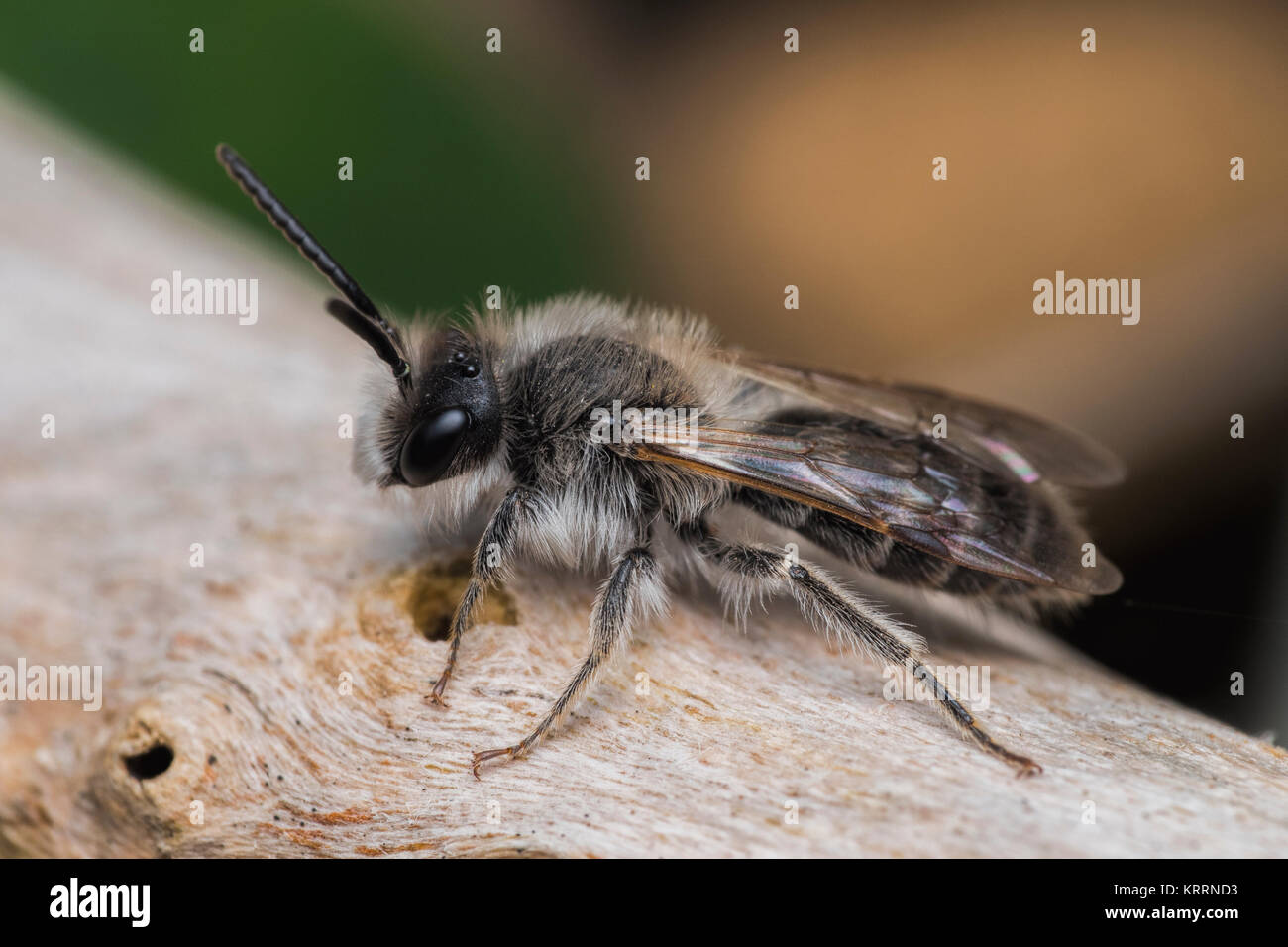 Un maschio di buca di sabbia Mining Bee (Andrena barbilabris) appollaiato su un pezzo di legno nella buca di sabbia. Knockgraffon, Tipperary, Irlanda. Foto Stock