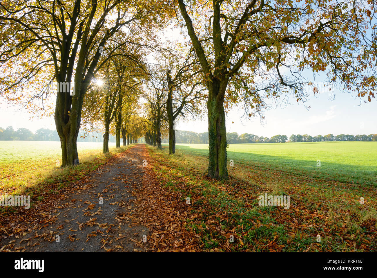 Sunray in un viale fiancheggiato da castagni su una bella e soleggiata giornata di ottobre in autunno, Renania-Palatinato, Germania Foto Stock