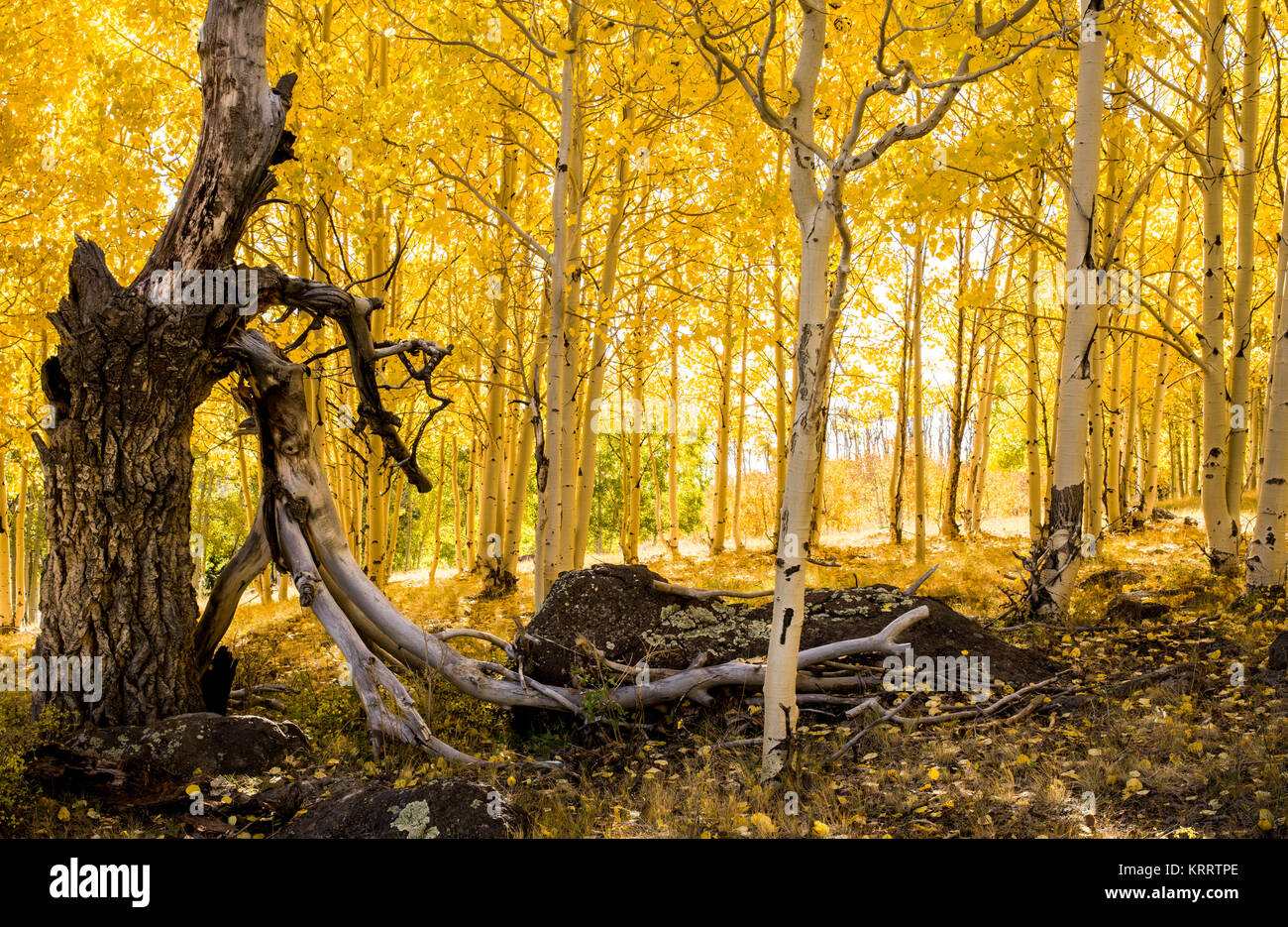 Aspens in autunno Foto Stock