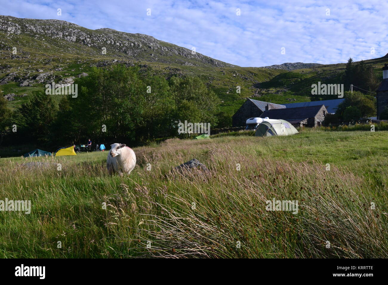 Pecore sul campeggio, con tende e camper in background.Gwern Usif Gof Campeggio ai piedi del monte Tryfan, Snowdonia, Wales, Regno Unito Foto Stock