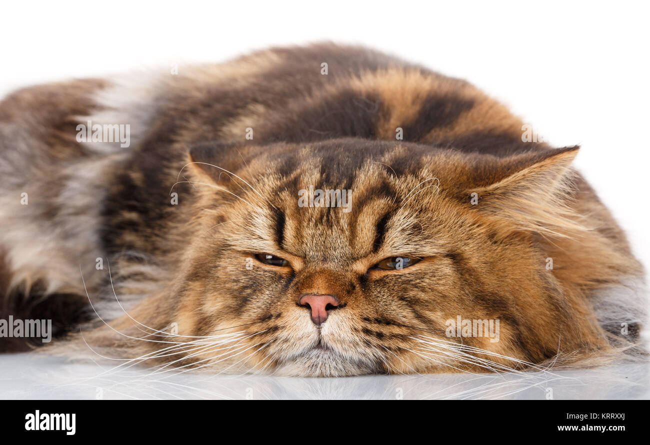 Cat in appoggio su uno sfondo bianco, ha chiuso gli occhi Foto Stock