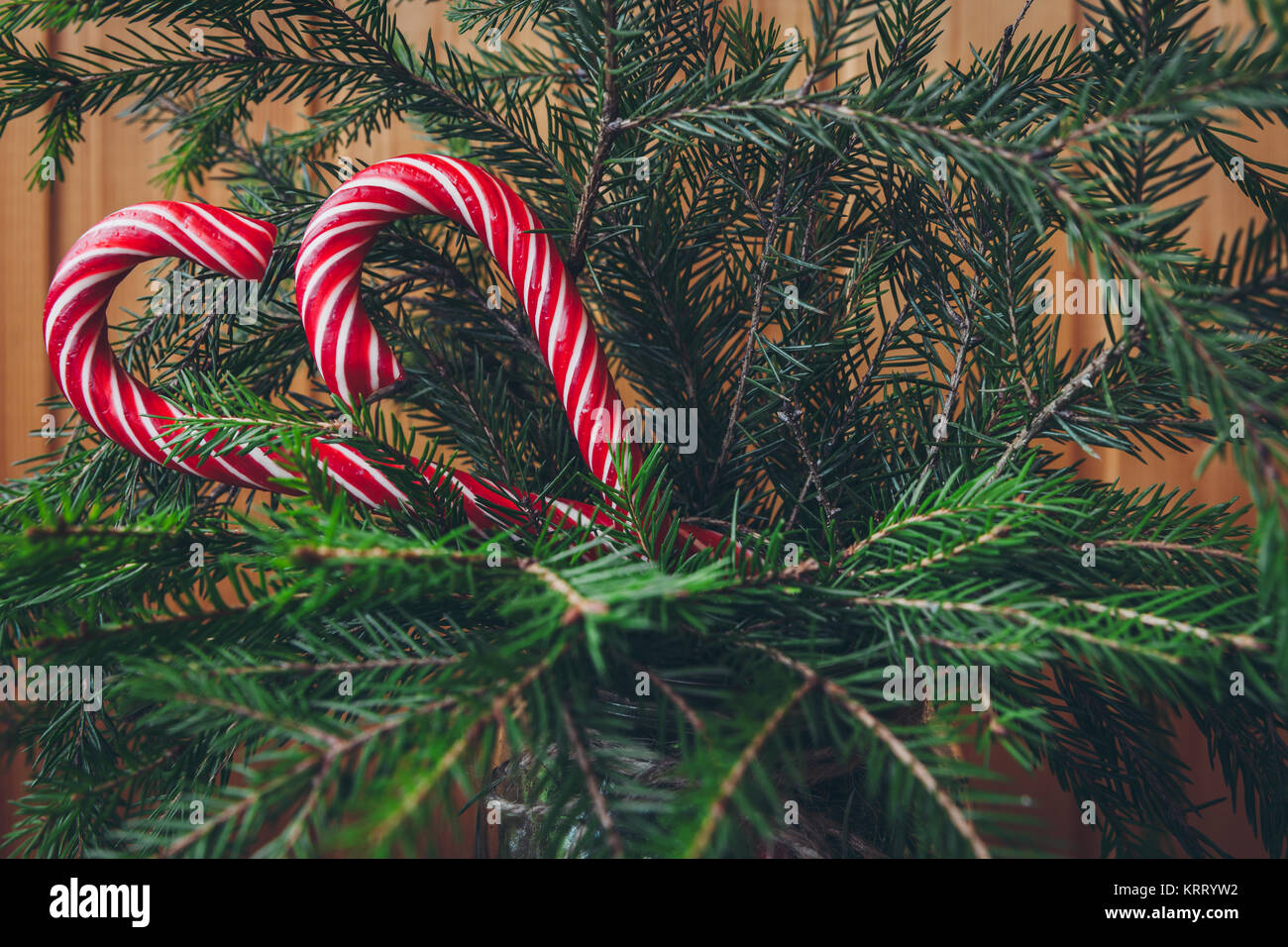 Rosso caramella canne su un naturale albero di Natale Foto Stock