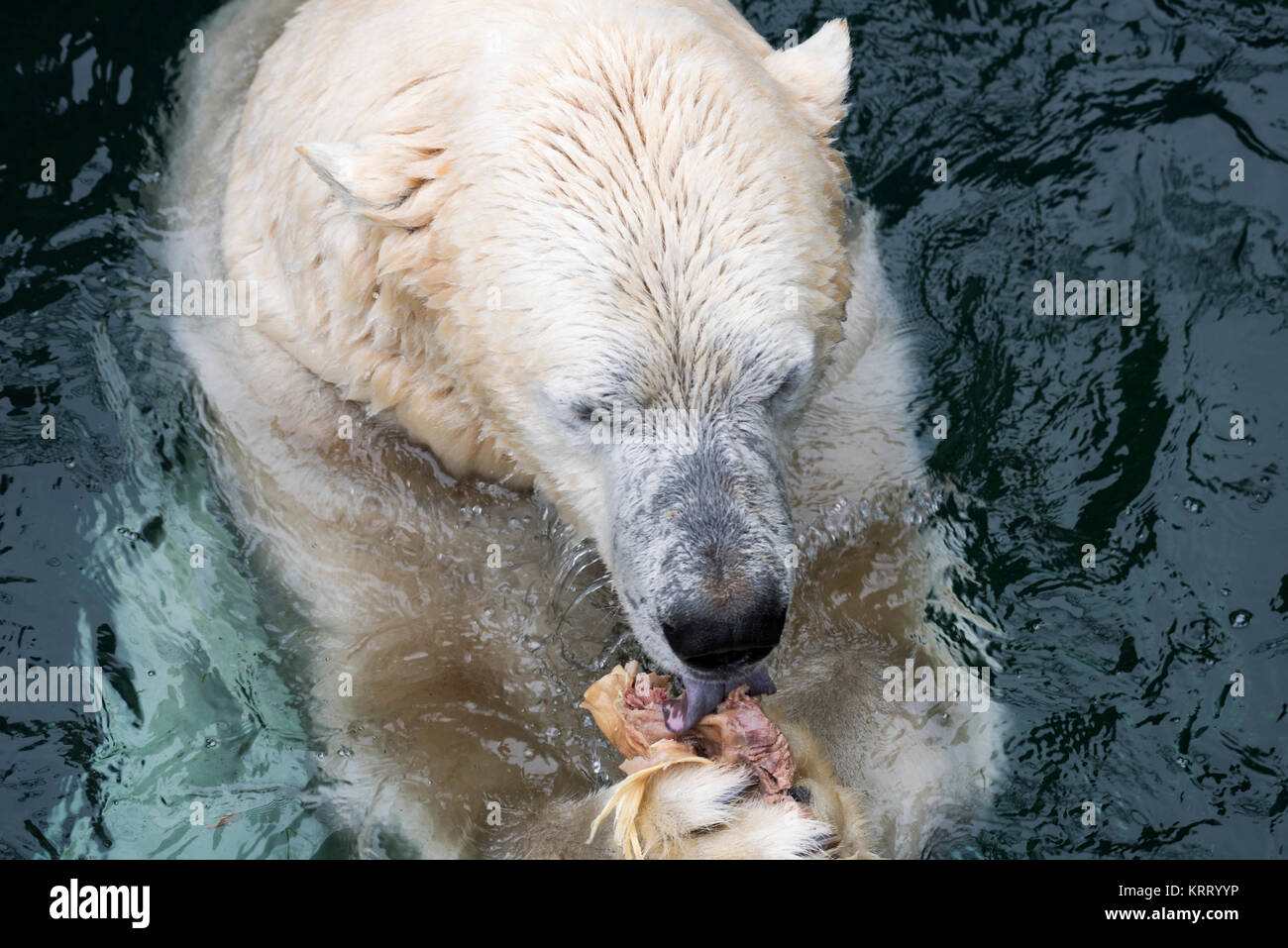 Orso polare Foto Stock