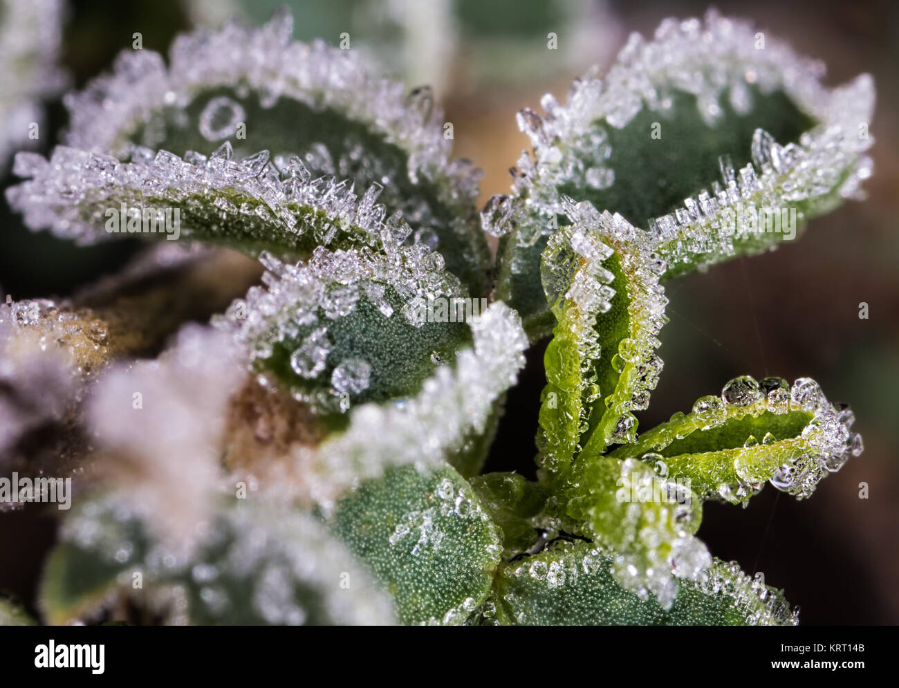 Il ghiaccio naturale fotografato in una pianta selvatica dopo una notte fredda. Foto Stock