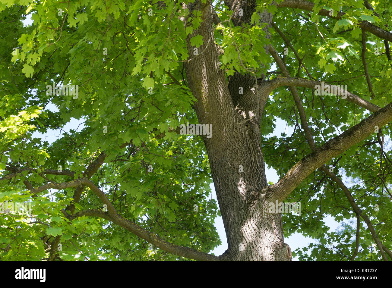 Spitz-Ahorn, Spitzahorn, Spitzblättriger Ahorn, Ahorn, Acer platanoides, Norvegia acero, acero, L'Érable piano, Érable de Norvège, Iseron, piano, main-d Foto Stock
