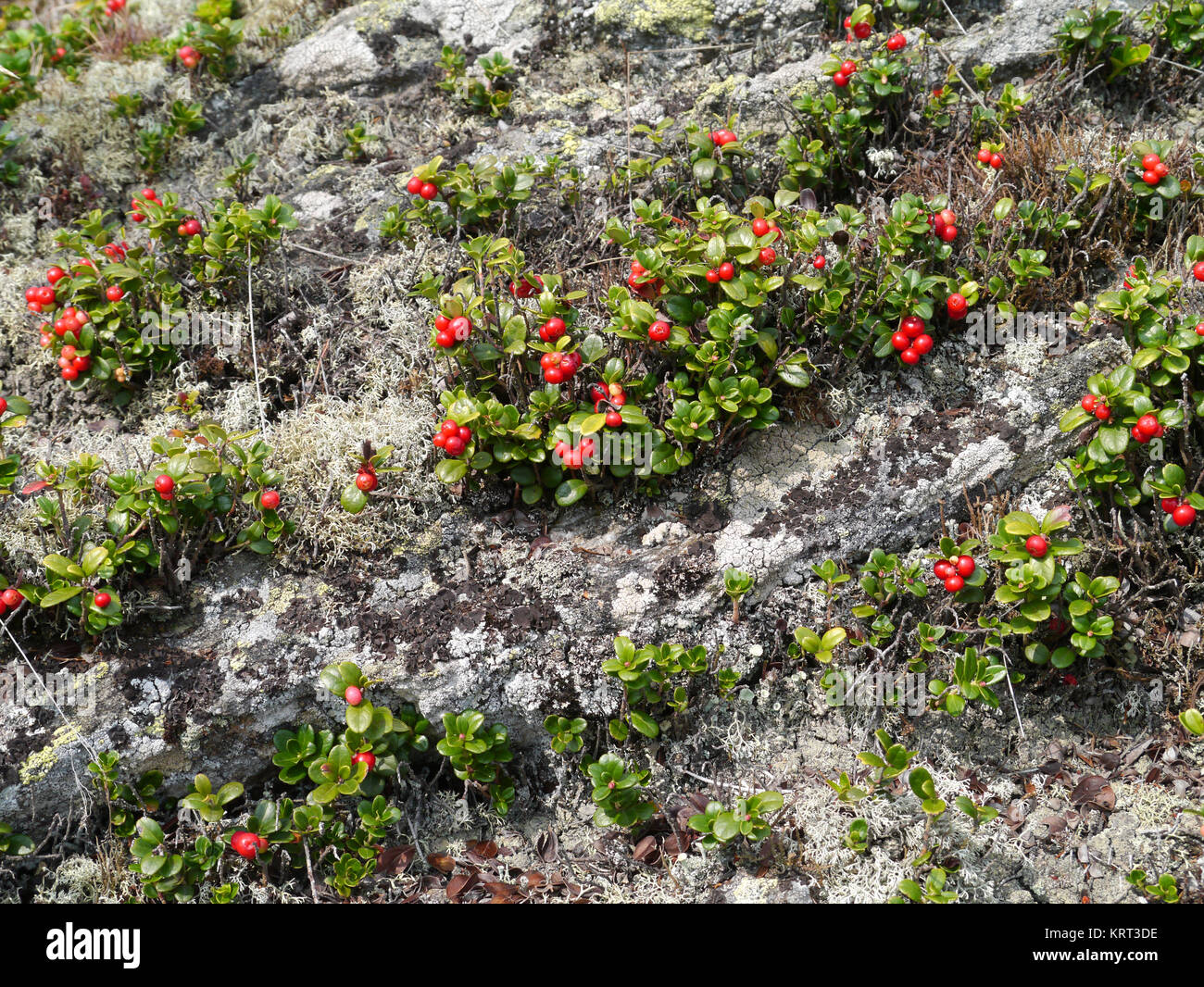 Wild breve lingonberry arbusti con bacche mature Foto Stock