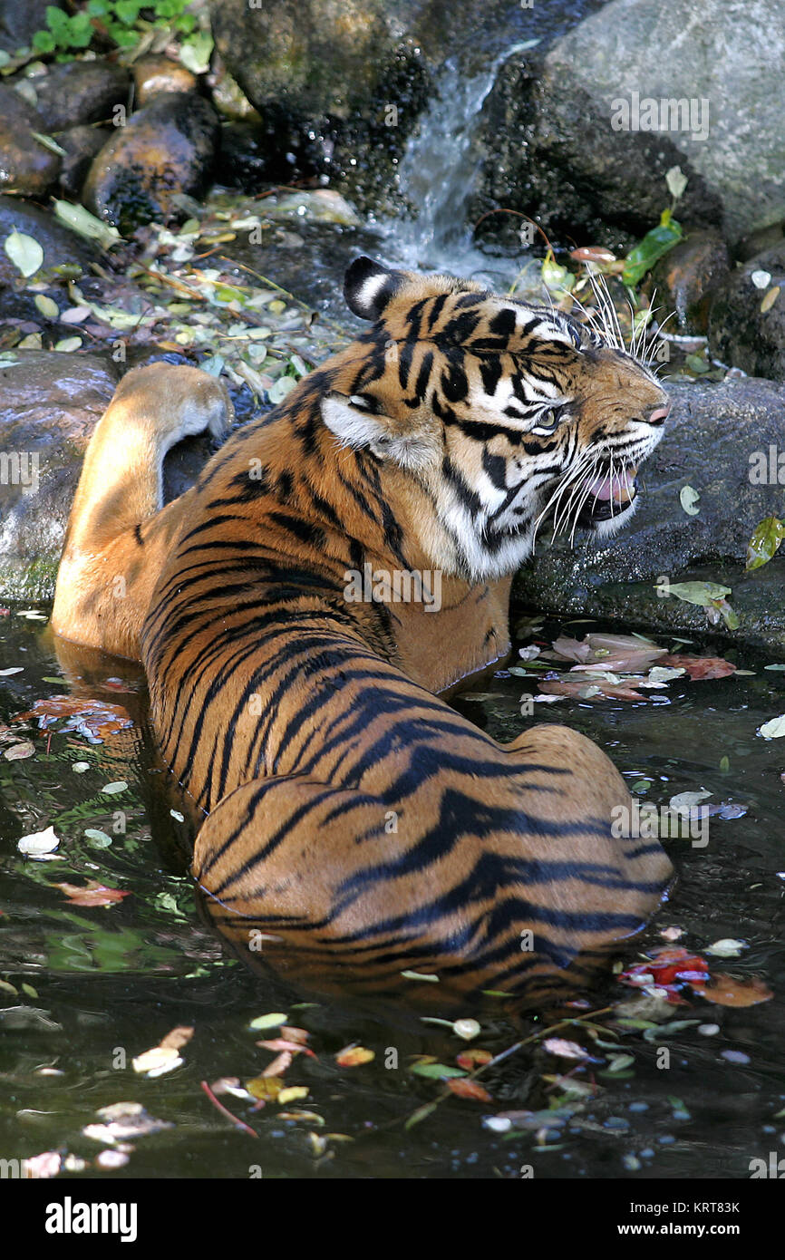 tigre di Sumatra Foto Stock