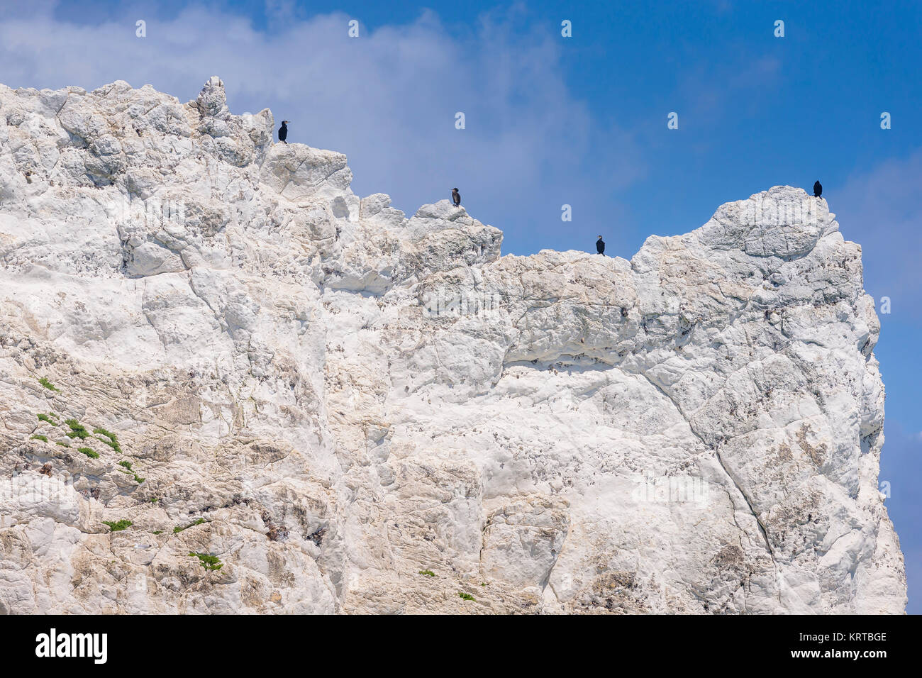 Cormorani sugli aghi aghi rocce rocce e faro durante il giro dell'isola di gara. Isola di Wight. Picture Data: Sabato 2 Luglio 2, 2016. Pho Foto Stock