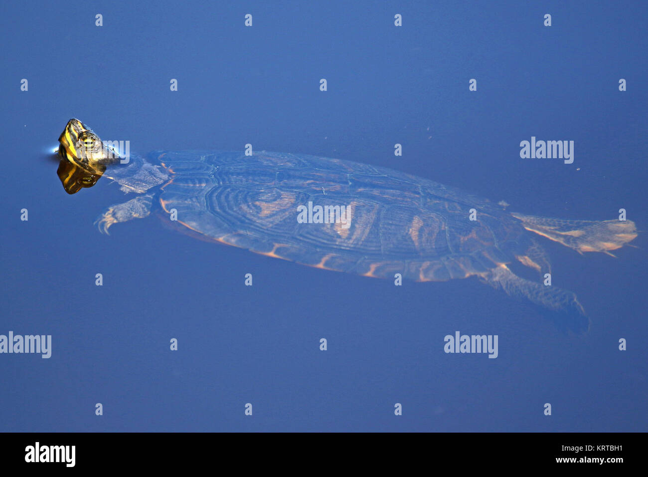 Acqua dolce o Europeo italiano tartaruga di stagno o terrapin Emys orbicularis galloitalica, con una testina del giallo a nuotare in un laghetto in Portonovo, Ancona Italia Foto Stock