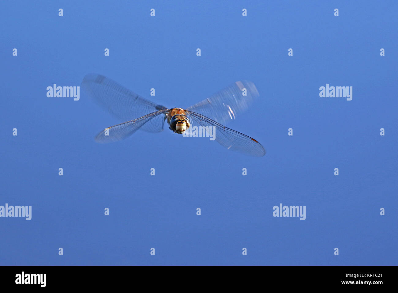 L'imperatore dragonfly nome latino Anax Imperator in volo e chiudere fino in Portonovo provincia di Ancona Italia Foto Stock