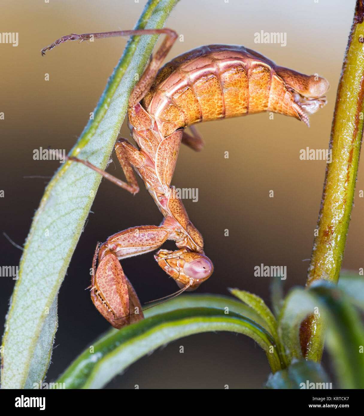 Mediterraneo Mantis fotografati nel loro ambiente naturale. Foto Stock