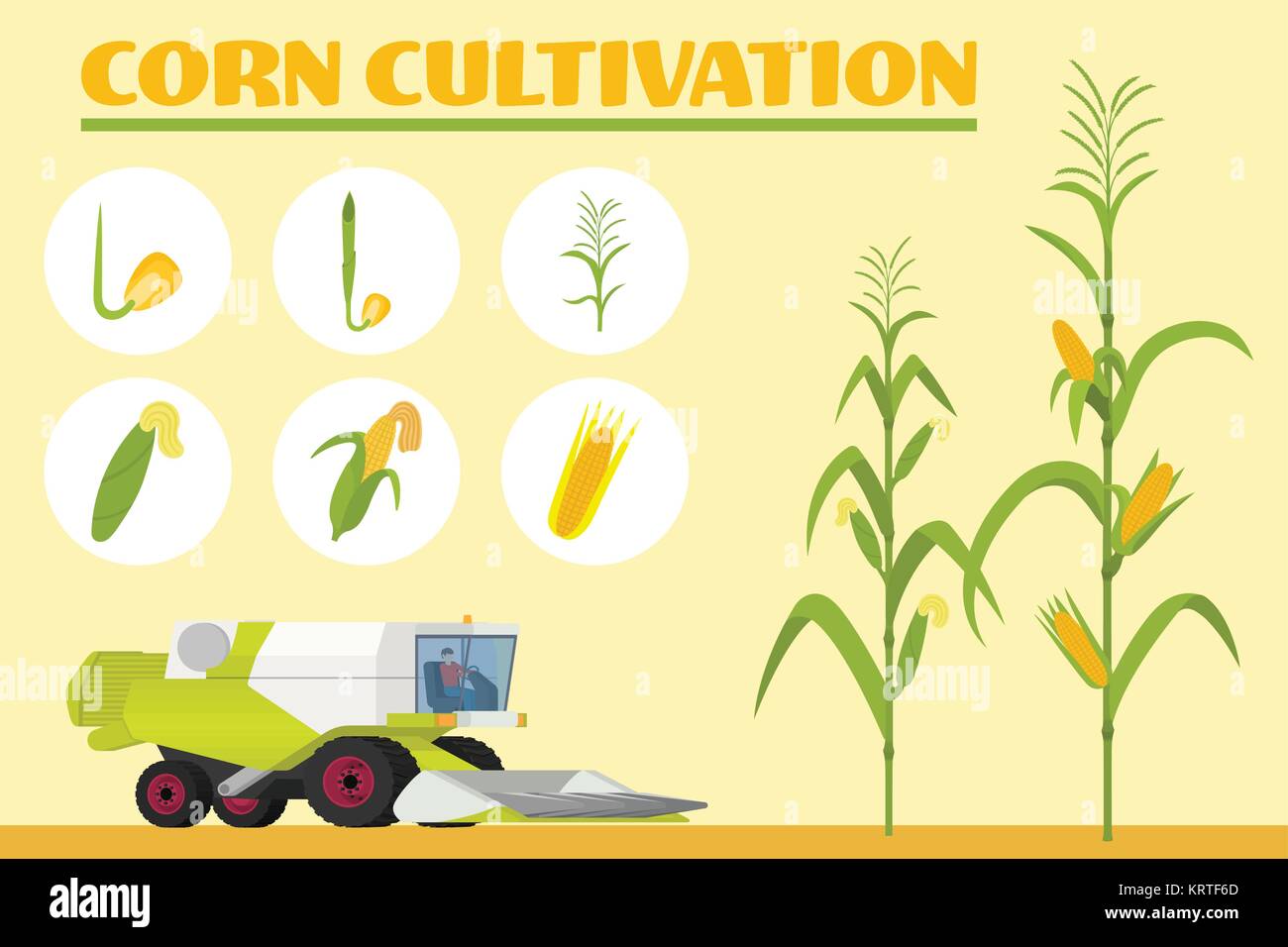 Infographics la coltivazione del mais. Stadi di crescita dal seme alla pianta adulta. La mietitrebbia per la raccolta di mais nel campo. Illustrazione Vettoriale Illustrazione Vettoriale