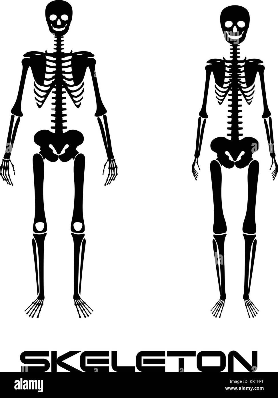 Maschio e femmina - lo scheletro del vettore silhouette posteriore Illustrazione Vettoriale