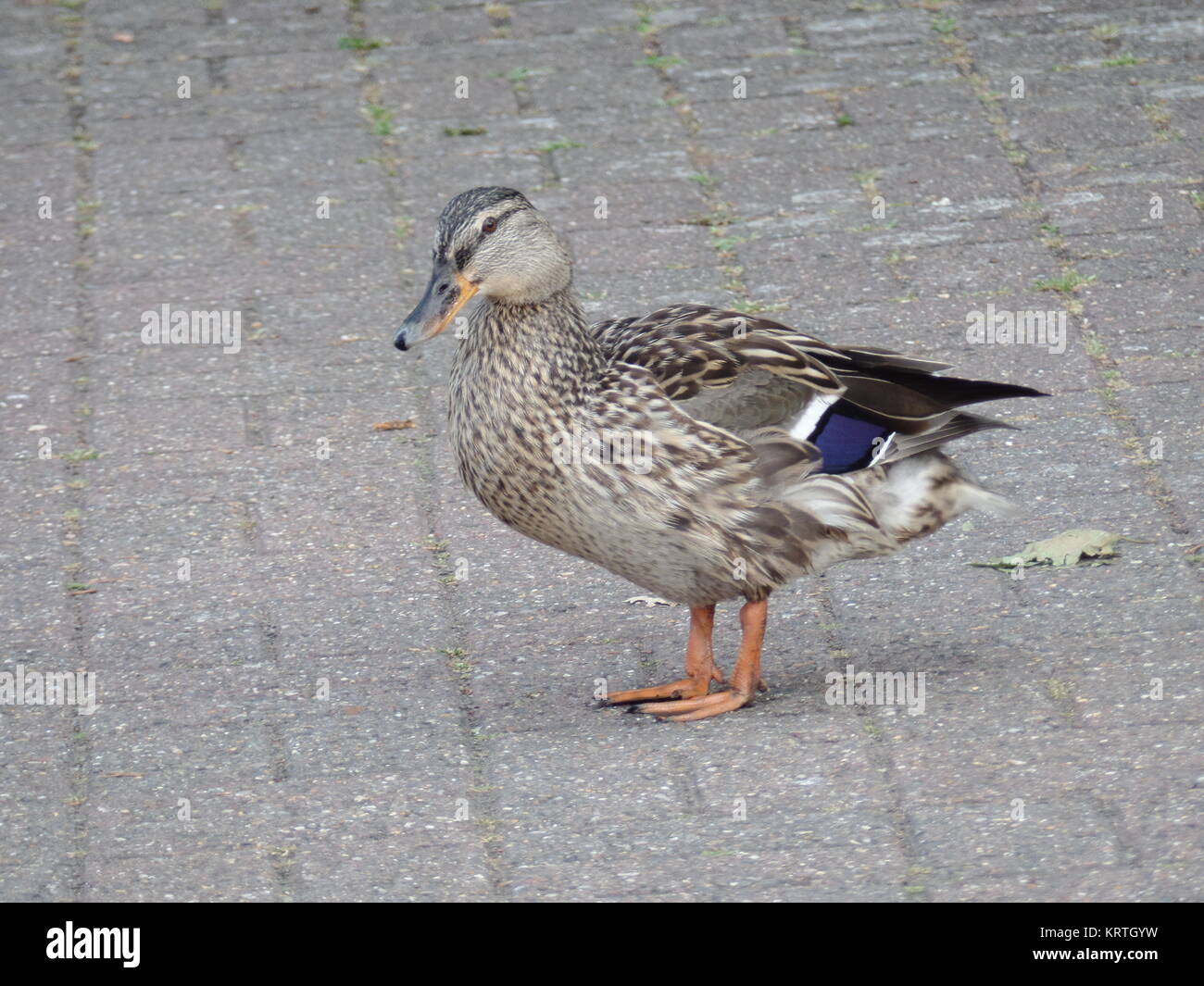Duck sulla strada. Foto Stock