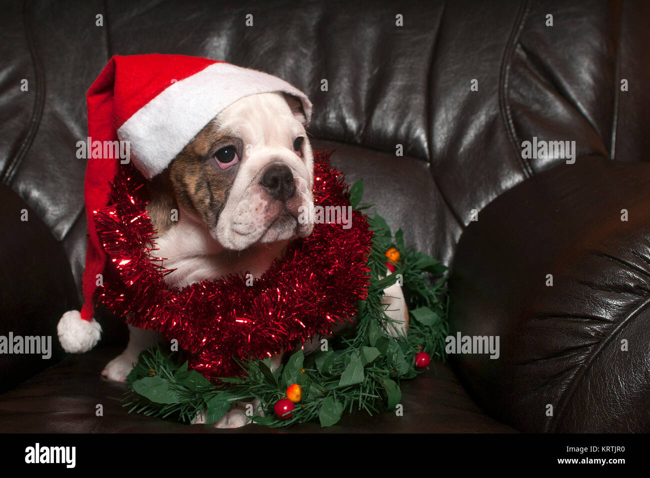 Giovani Bulldog inglese Foto Stock