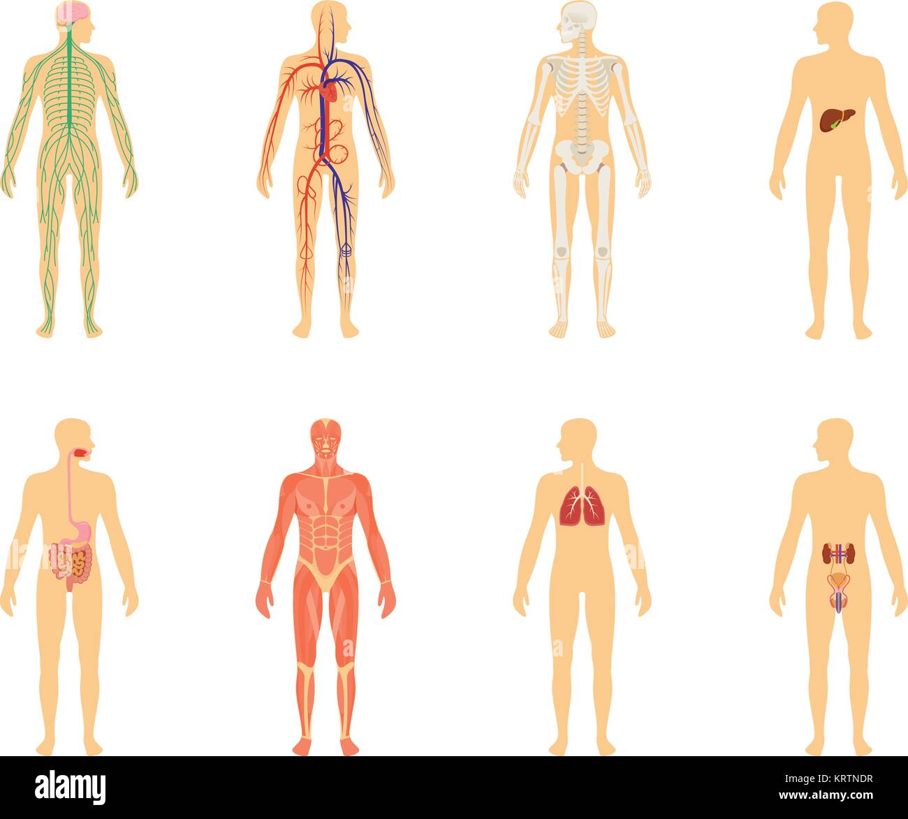 Anatomia umana. Set di illustrazione vettoriale isolati su sfondo bianco. Il corpo umano struttura dello scheletro e circolatorio sistema vascolare. Illustrazione Vettoriale