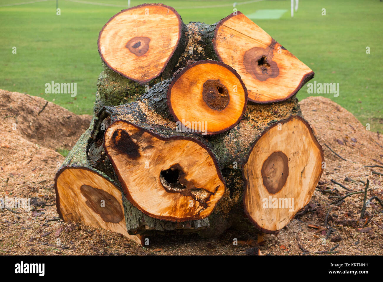 Un appena abbattuto ippocastano tronco di albero che è stato abbattuto da un chirurgo ad albero a causa della sua scarsa condizione di decadimento e come una questione di sicurezza. Regno Unito. (92) Foto Stock