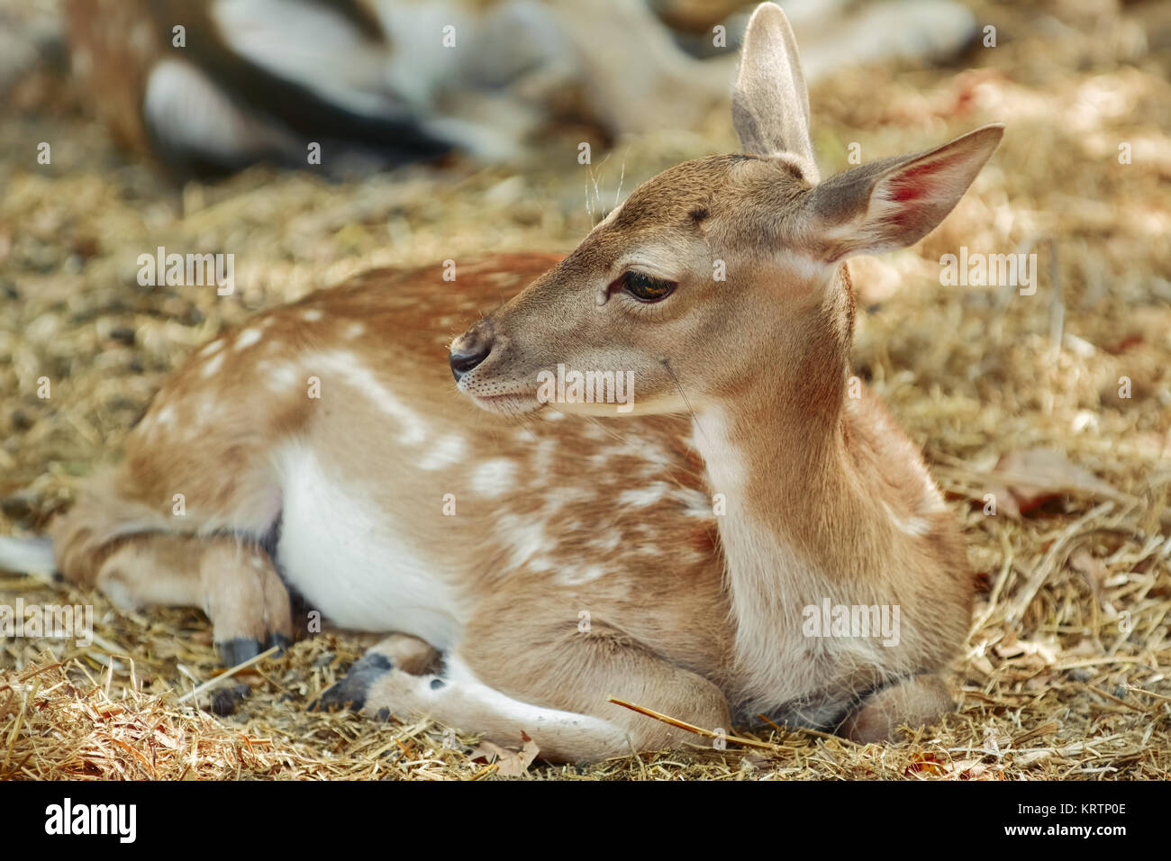 Ritratto di un giovane cervo Foto Stock