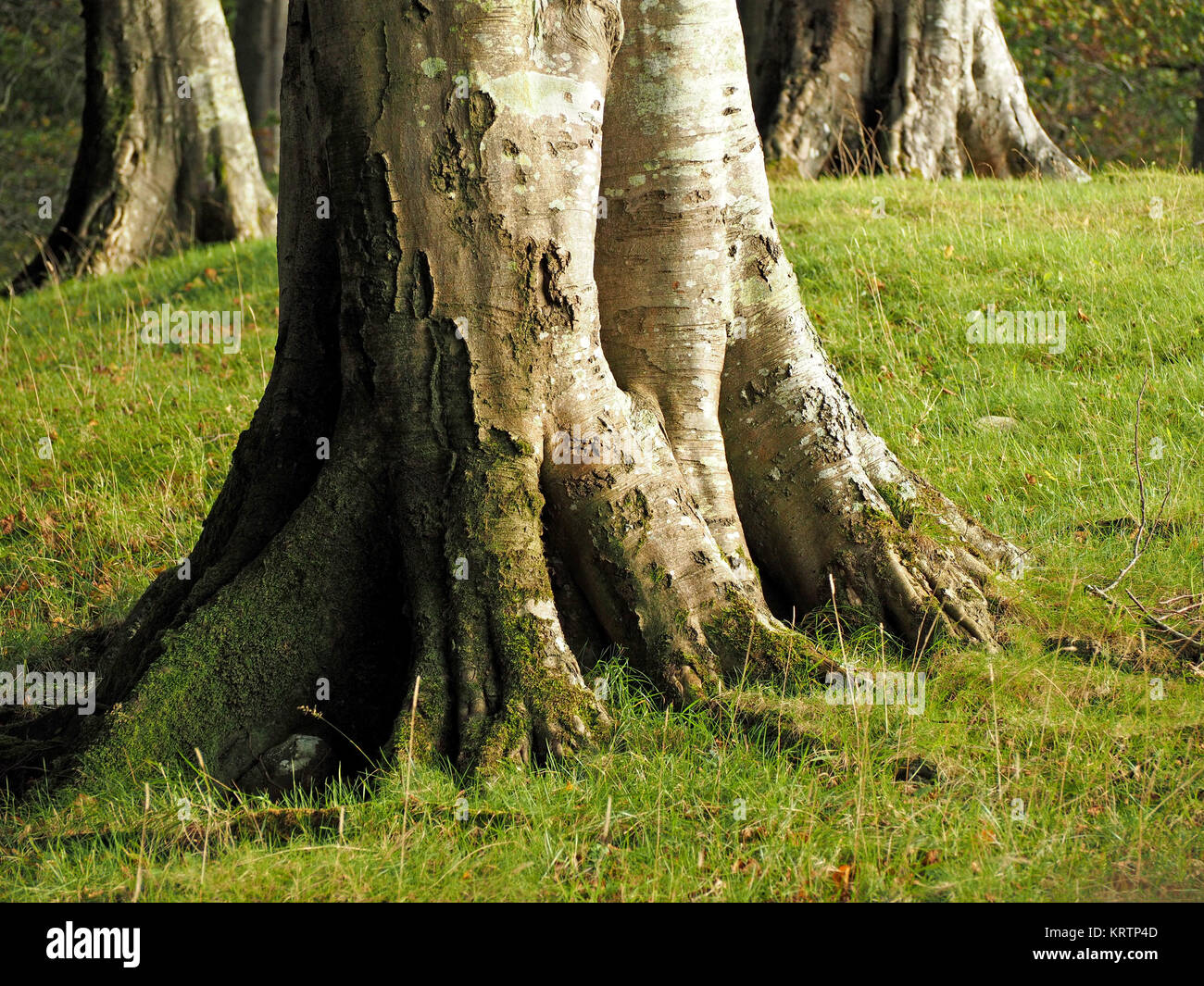 Superficie di bruciatore a fiamma viva di radice alla base di tre coppia faggi in estate in un bosco di impostazione in Cumbria, England, Regno Unito Foto Stock