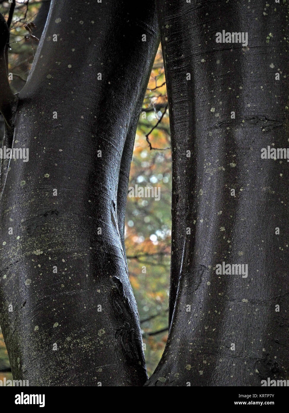 Fessura formata da bagnato grigio riflettente tronchi di alberi di faggio (Fagus sylvatica) frame vista di rami e foglie di autunno attraverso il traferro Cumbria, England Regno Unito Foto Stock