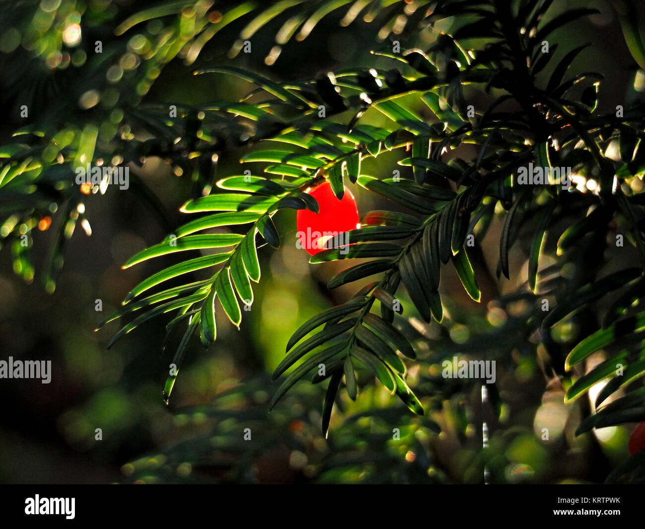 La luce del sole catture il rosso brillante bacca di festa di un lavoro stagionale Yew Tree incandescente tra il verde scuro fogliame ago in Cumbria, England, Regno Unito Foto Stock