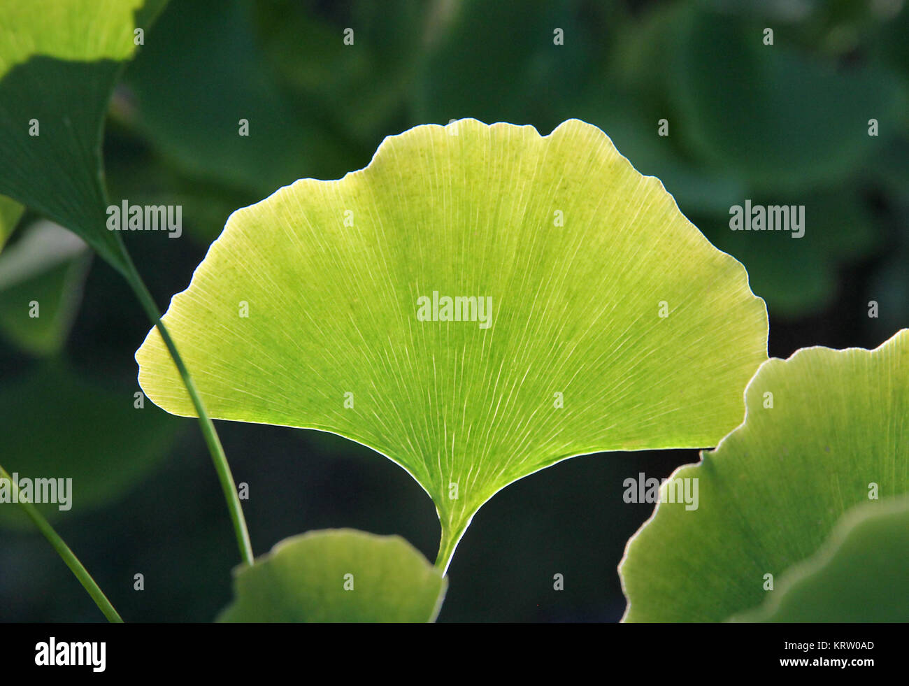 Il Ginkgo biloba leaf retroilluminazione dalla sun. Foto Stock