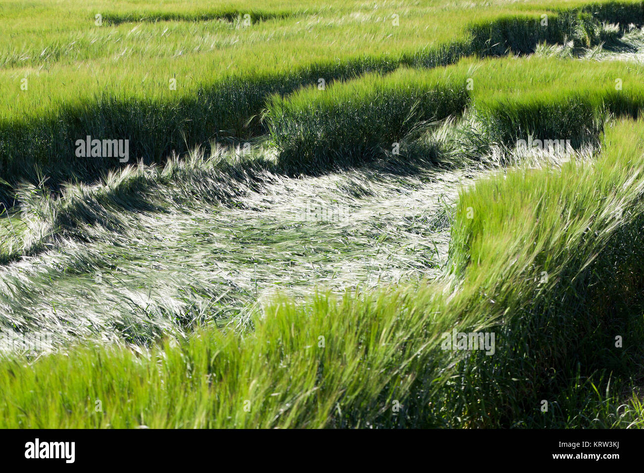 Distruzione di verde di cereali Foto Stock