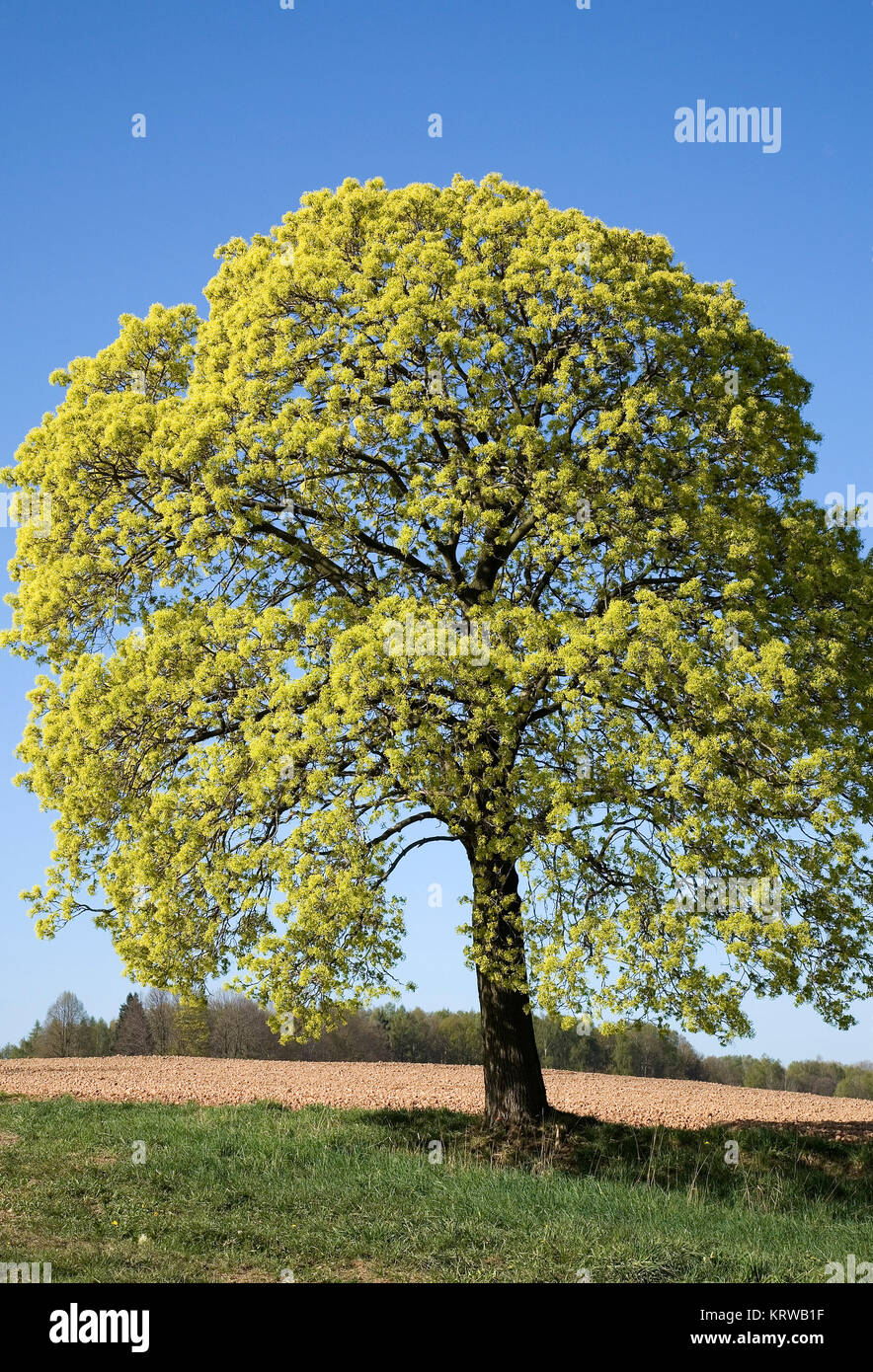 Blühender Spitzahorn, Acer platanoides, Deutschland Foto Stock