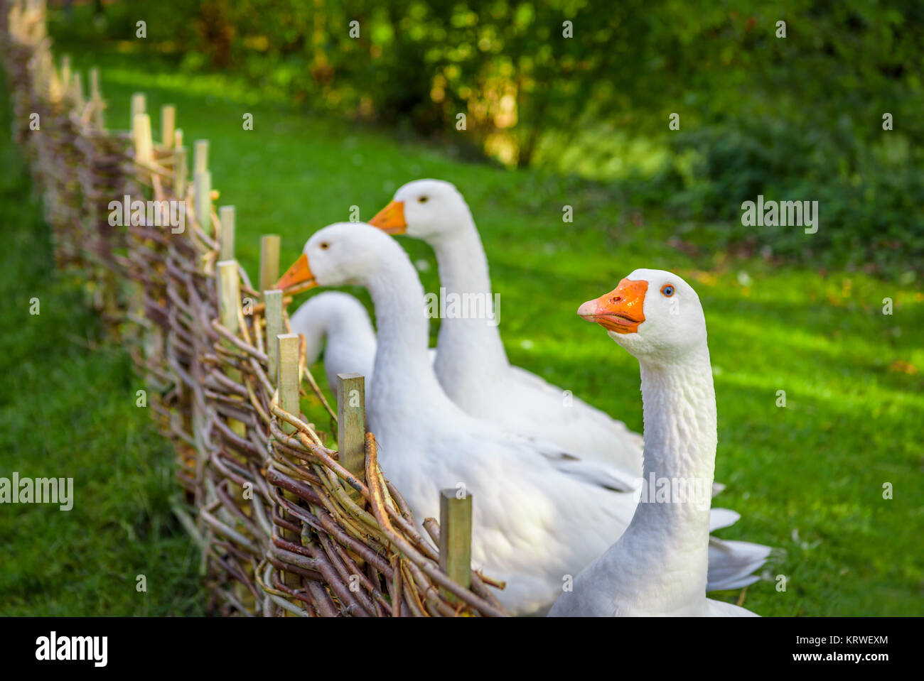 Goose guardando la fotocamera Foto Stock