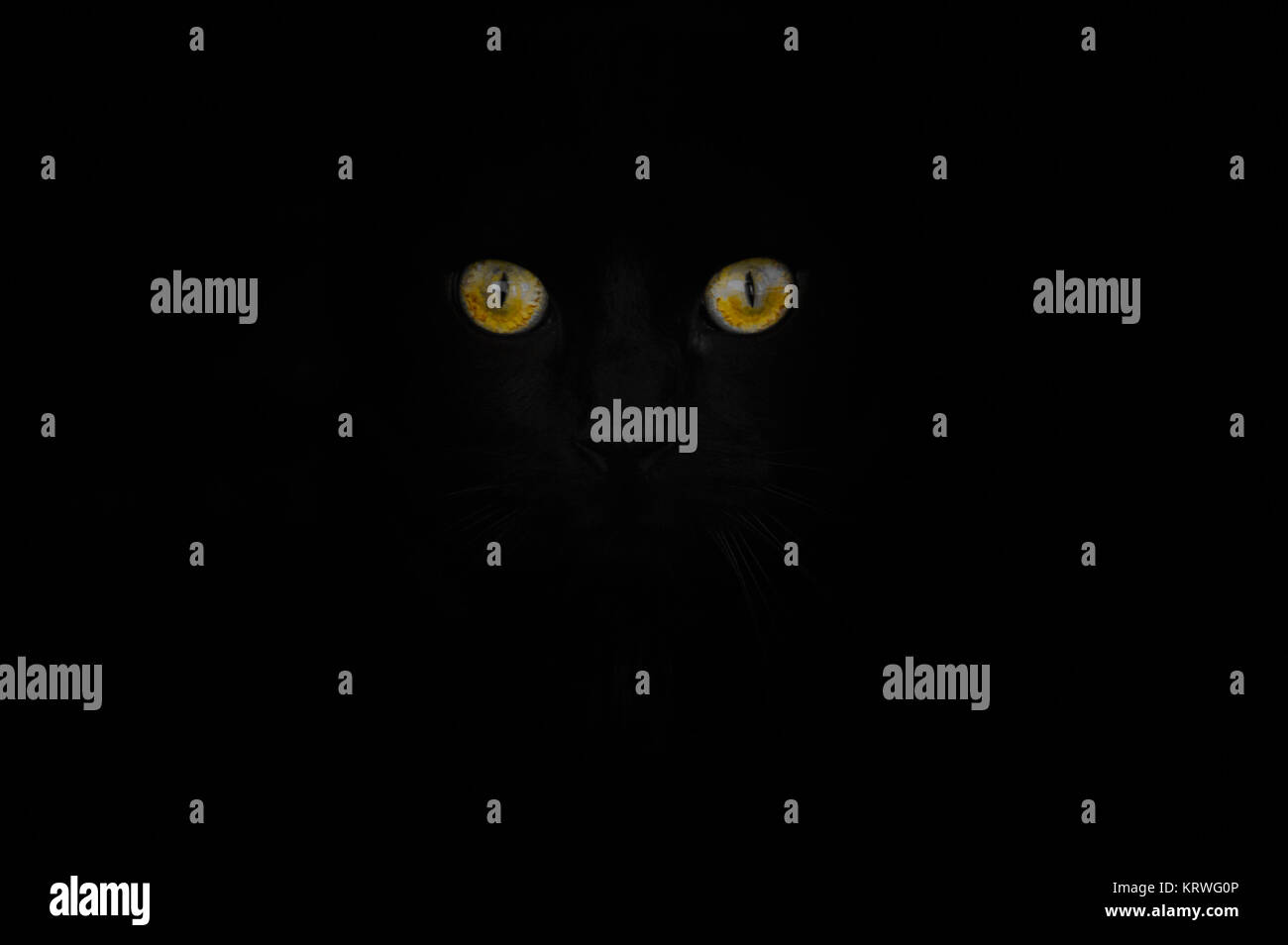 Gatto nero occhi nel buio Foto stock - Alamy