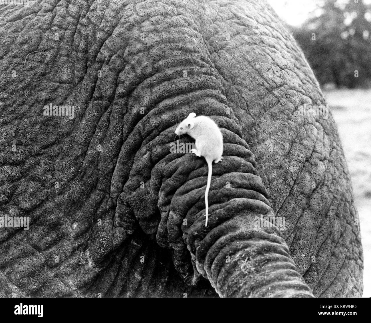 Mouse bianco su elefante, Inghilterra, Gran Bretagna Foto Stock