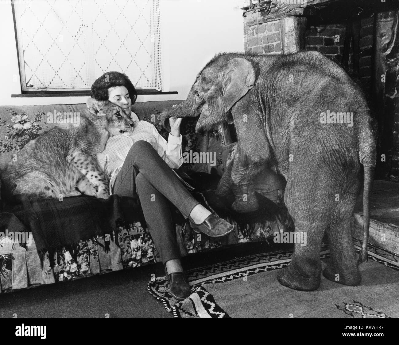 Donna con i lions e il giovane elefante sul divano, Inghilterra, Gran Bretagna Foto Stock