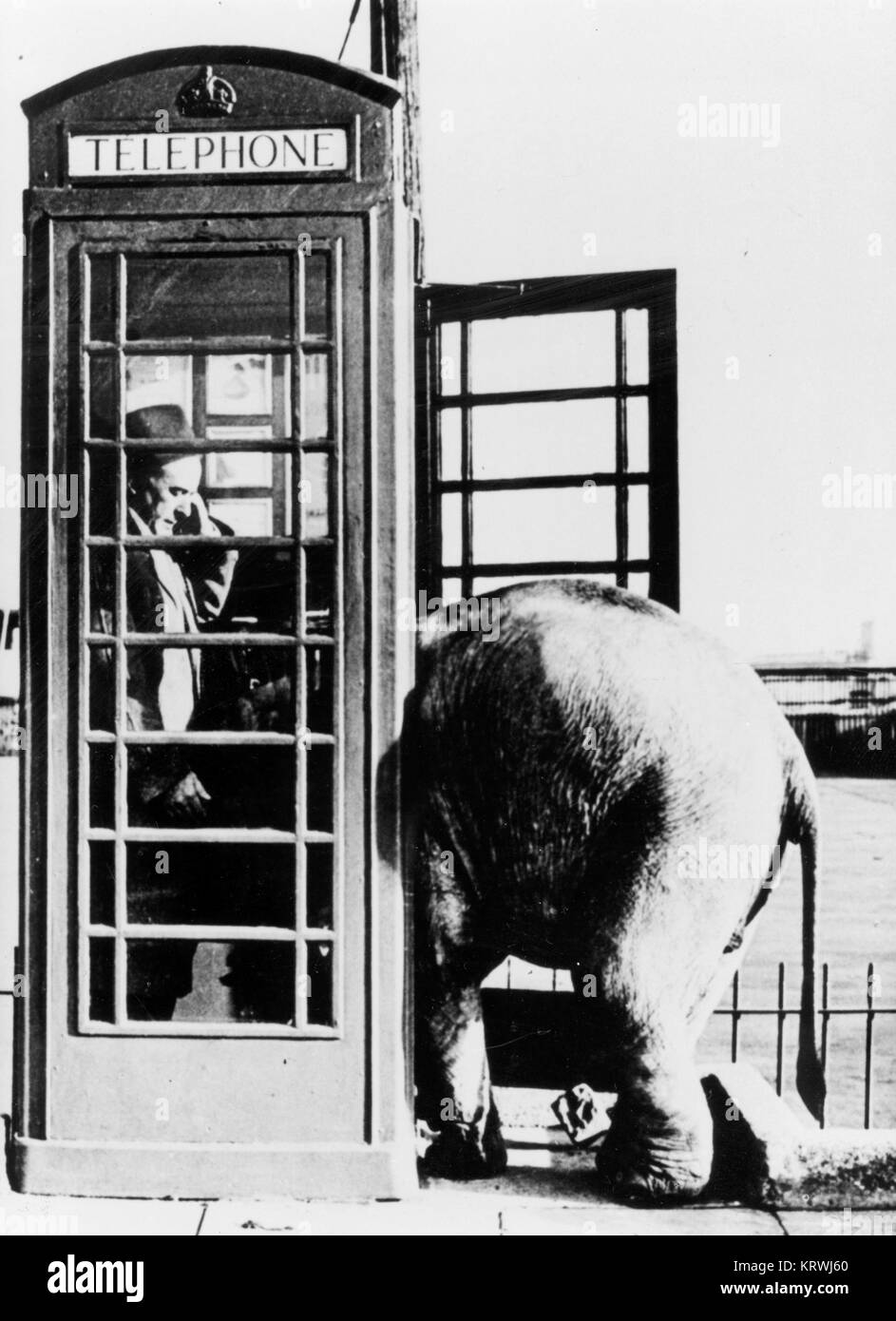 Uomo con piccolo elefante in una cabina telefonica, Inghilterra, Gran Bretagna Foto Stock