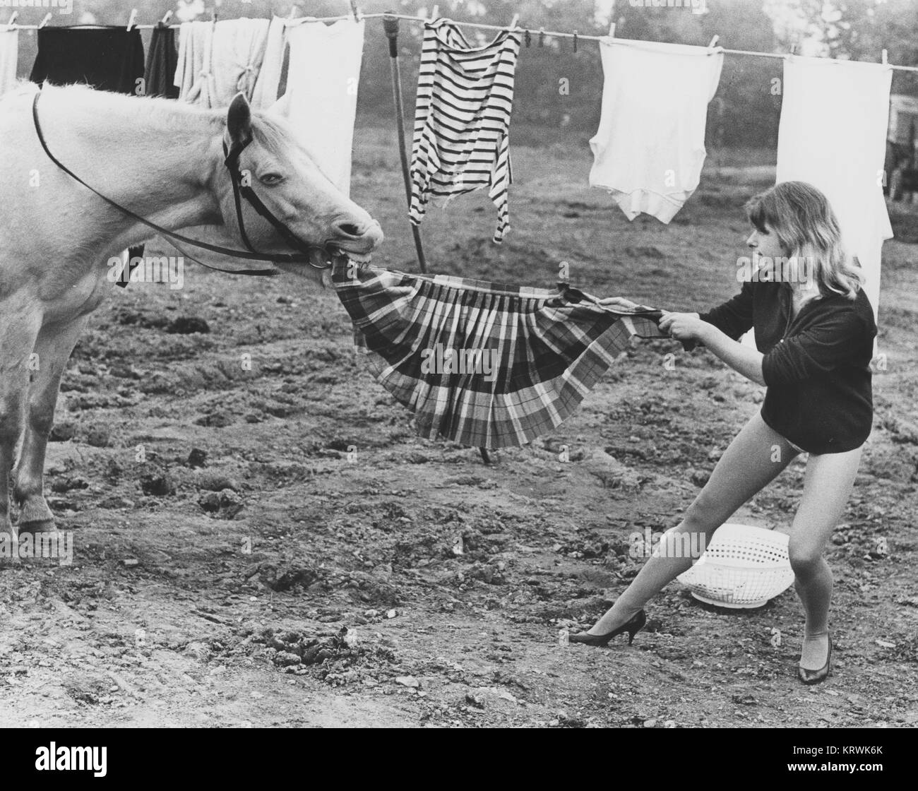 Horse ruba il mantello, Inghilterra, Gran Bretagna Foto Stock