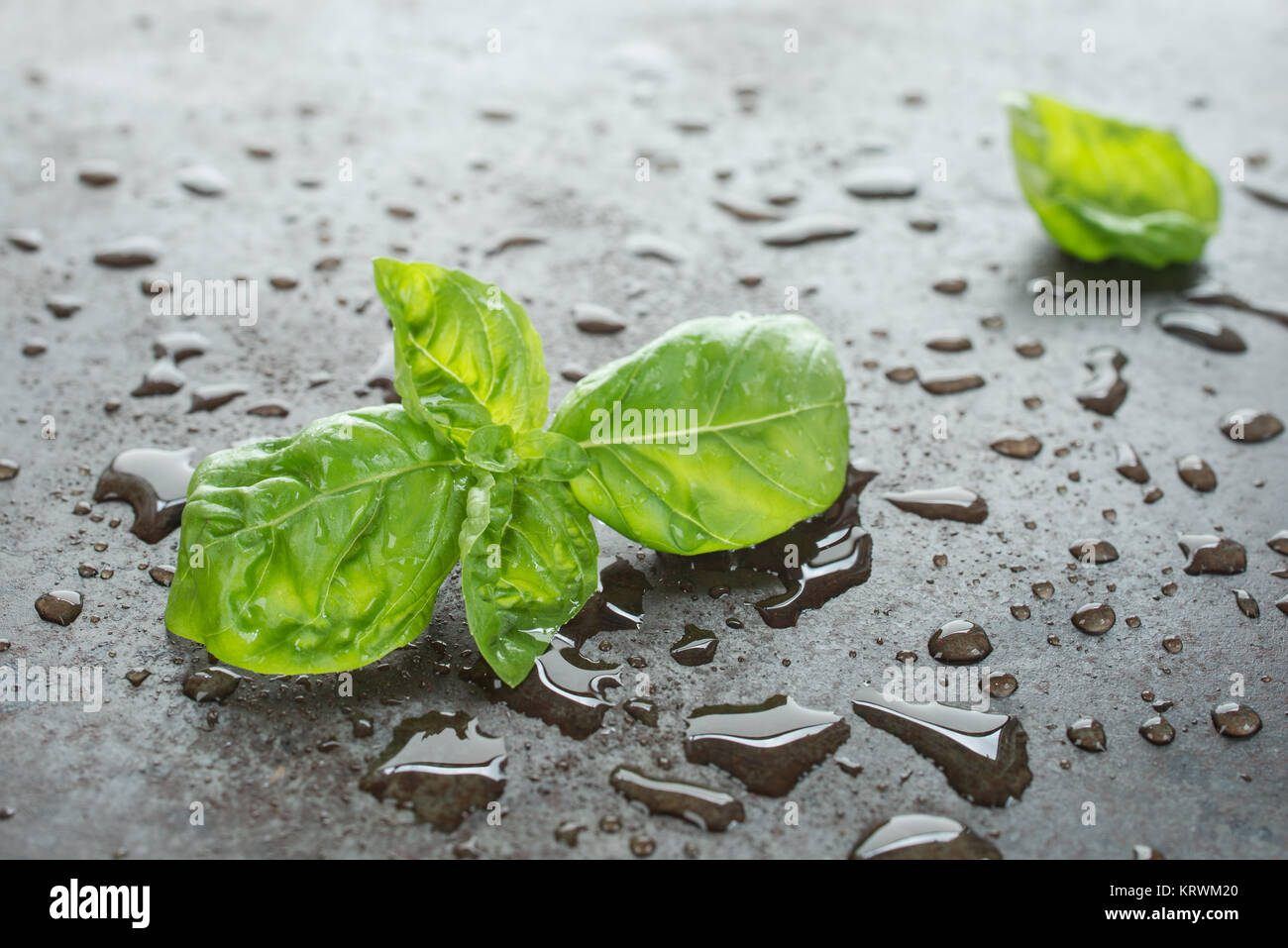 Il verde delle foglie di basilico con gocce d'acqua Foto stock - Alamy