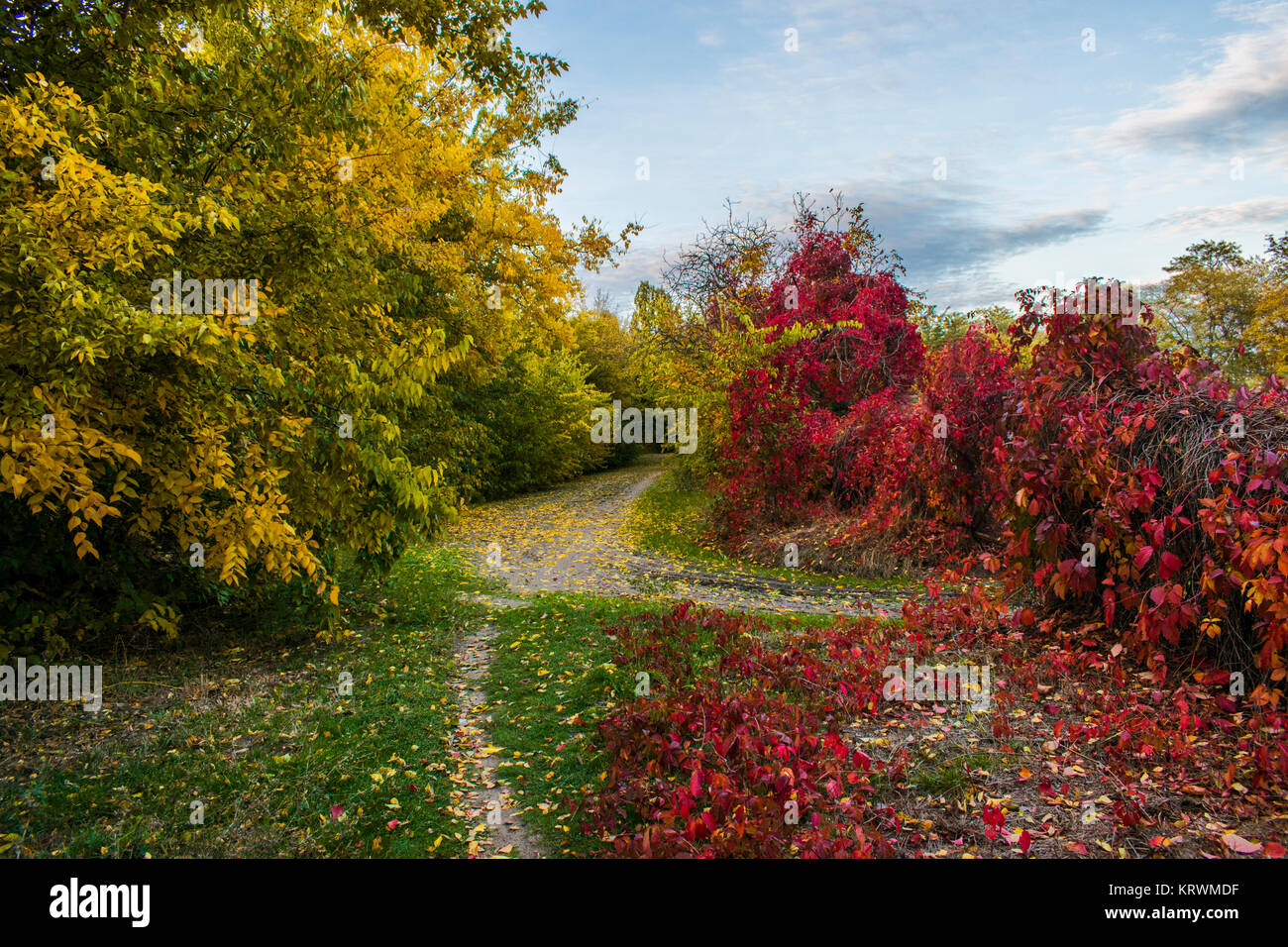 Bella autunno romantico con alberi luminosi e dalla luce diretta dei raggi solari. Garofani giallo e verde Foglie di autunno Foto Stock