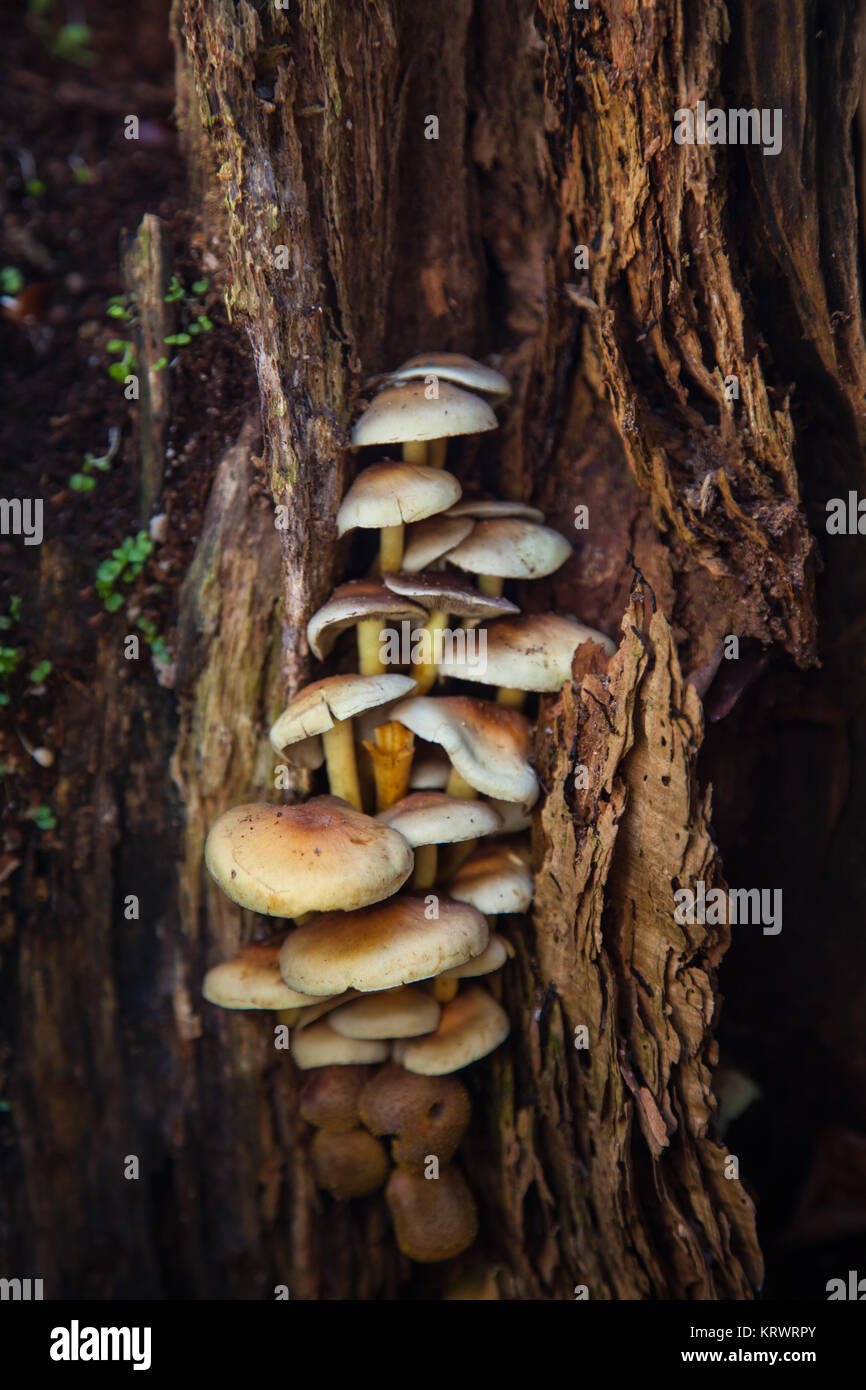 gruppo di funghi dell'albero Foto Stock
