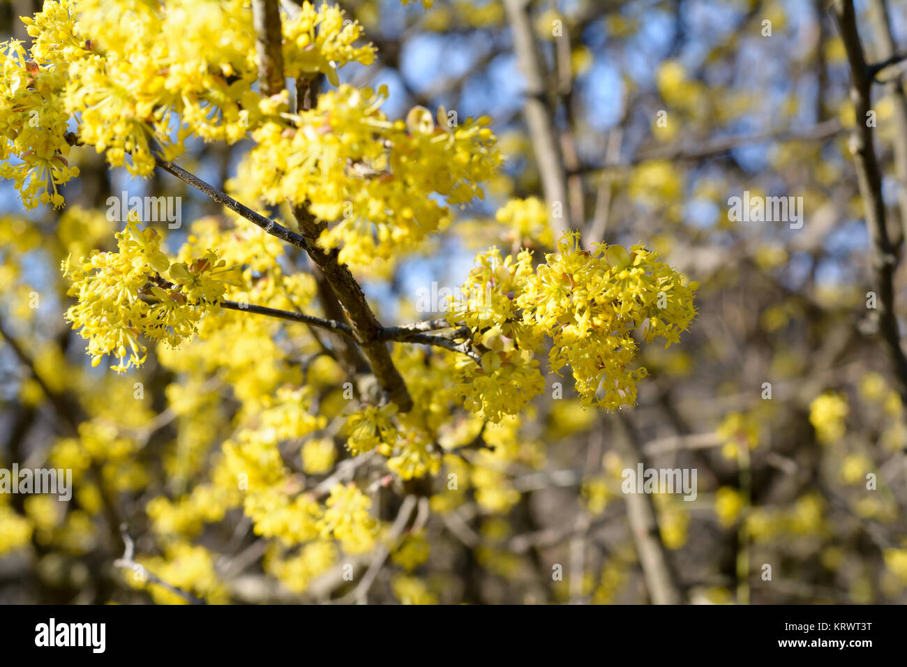 Cornus mas, corniolo, Europeo corniolo, sanguinello, pianta flowering in sanguinello Cornaceae, nativo per il sud Europa e Medio Oriente. Foto Stock