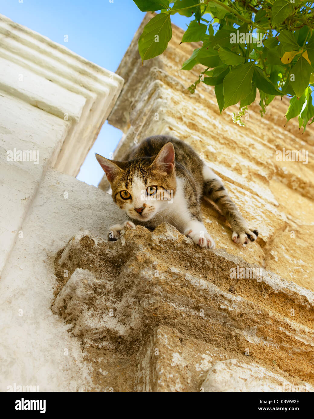 Carino piccolo tabby-white gattino salite a capofitto e sportivi giù un muro di casa utilizzando i suoi artigli, Rodi, Grecia. Foto Stock