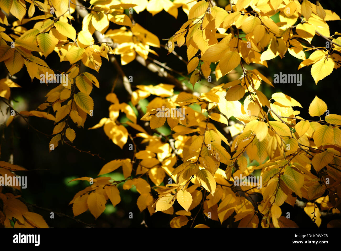 Die leuchtend gelben Herbstblätter einer Zucker-Birke im Herbst. Foto Stock